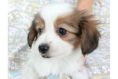 成約済の千葉県のパピヨン-95622の3枚目