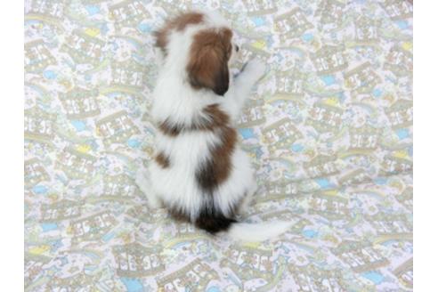 成約済の千葉県のパピヨン-95622の2枚目