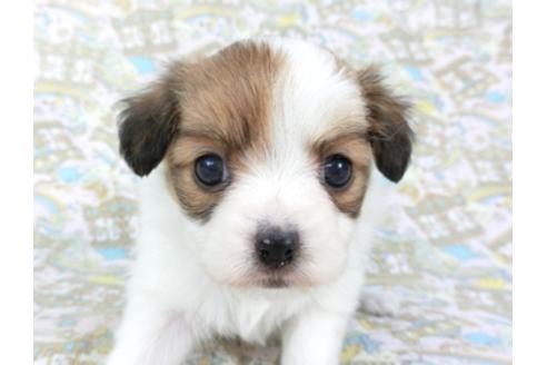 成約済の千葉県のパピヨン-95624の11枚目