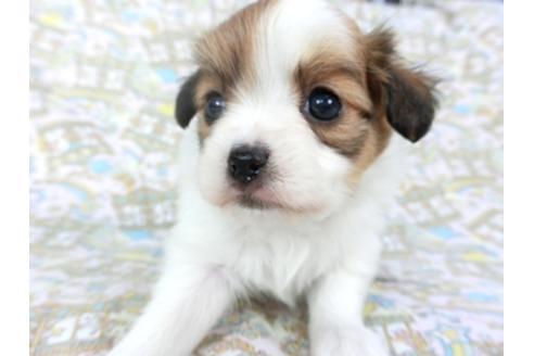 成約済の千葉県のパピヨン-95624の10枚目