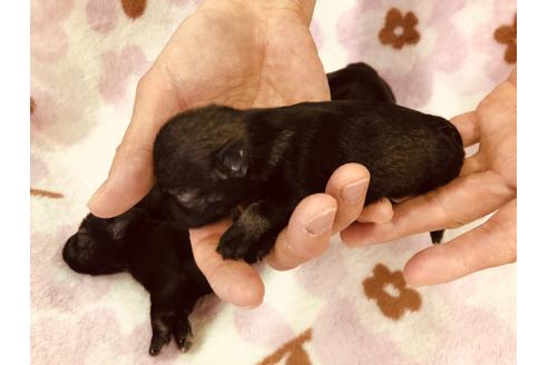 成約済の愛知県のミニチュアシュナウザー-95658の6枚目