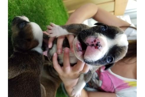 成約済の沖縄県のミックス犬-95664の12枚目