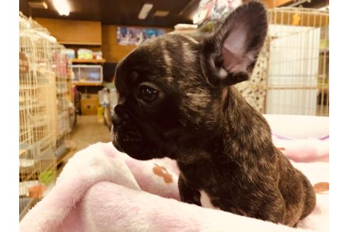 成約済の愛知県のフレンチブルドッグ-92792の1枚目