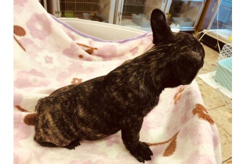 成約済の愛知県のフレンチブルドッグ-92792の3枚目