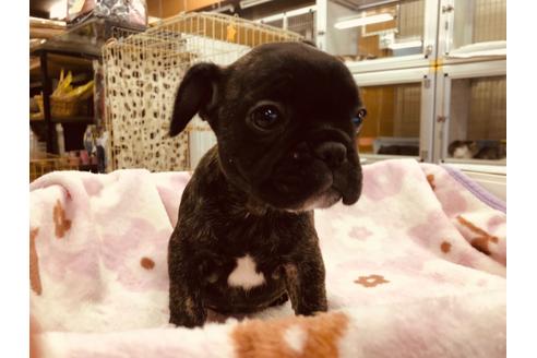 成約済の愛知県のフレンチブルドッグ-92792の2枚目