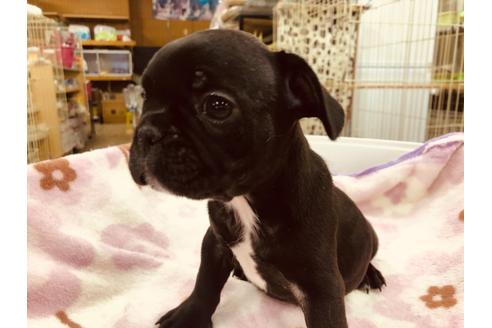 成約済の愛知県のフレンチブルドッグ-92794の4枚目
