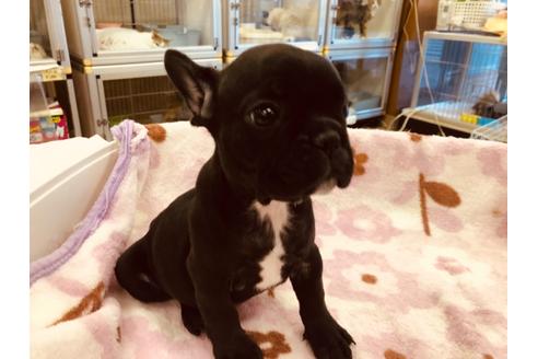 成約済の愛知県のフレンチブルドッグ-92794の3枚目