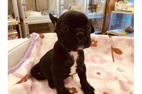 成約済の愛知県のフレンチブルドッグ-92794の1枚目