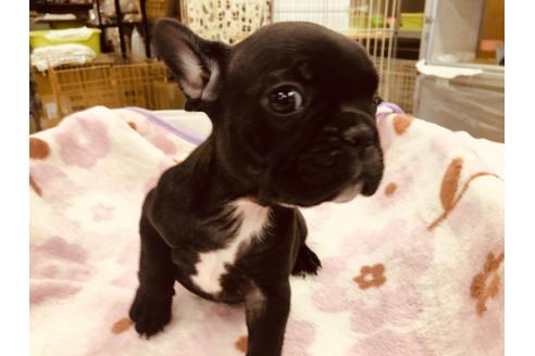 成約済の愛知県のフレンチブルドッグ-92794の2枚目