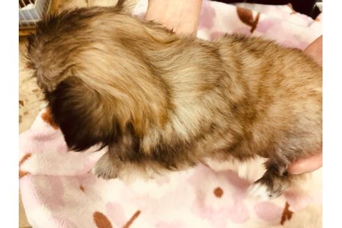 成約済の愛知県のペキニーズ-93324の4枚目