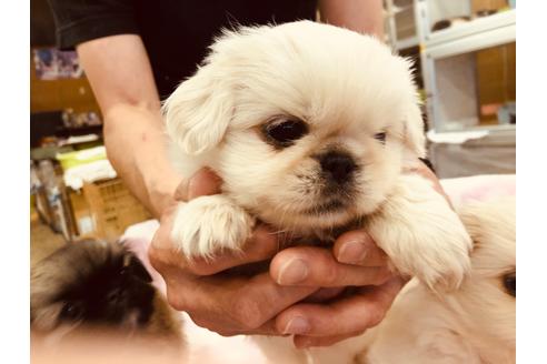 成約済の愛知県のペキニーズ-93618の3枚目