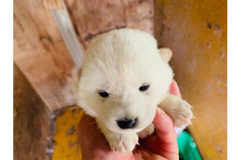 成約済の茨城県の柴犬-95701の1枚目