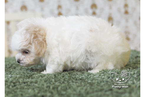 成約済の愛知県のマルチーズ-95702の6枚目