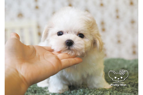 成約済の愛知県のマルチーズ-95702の7枚目