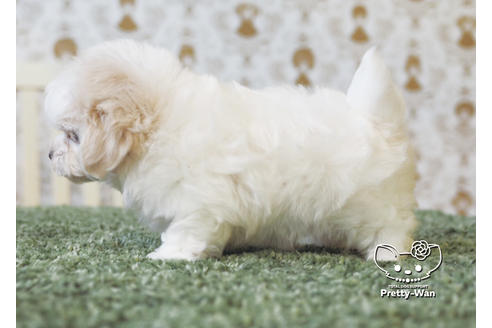 成約済の愛知県のマルチーズ-95702の4枚目