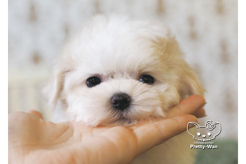 成約済の愛知県のマルチーズ-95702の1枚目