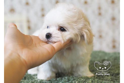 成約済の愛知県のマルチーズ-95702の3枚目