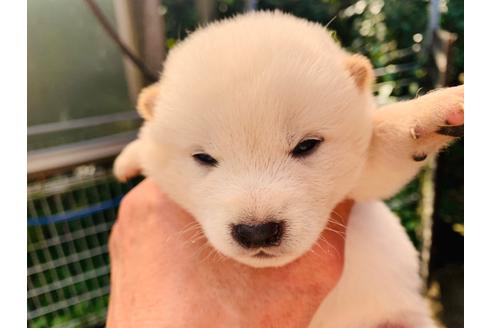成約済の茨城県の柴犬-95704の1枚目