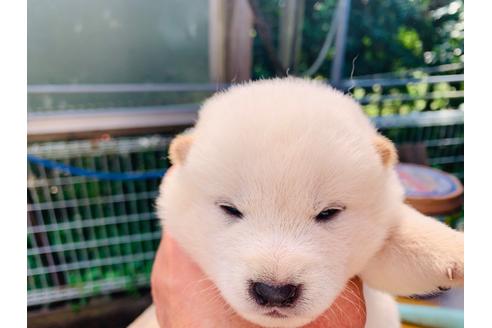 成約済の茨城県の柴犬-95705の1枚目