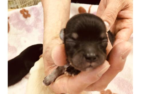 成約済の愛知県のチワワ(ロングコート)-94876の6枚目