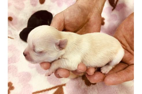 成約済の愛知県のチワワ(ロングコート)-95743の6枚目