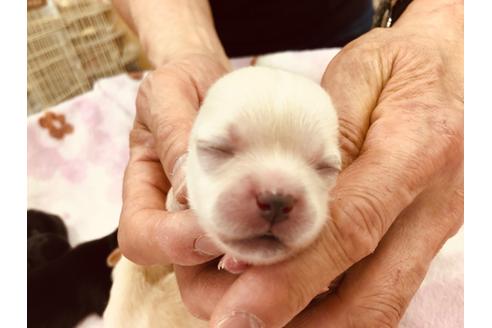 成約済の愛知県のチワワ(ロングコート)-95743の5枚目