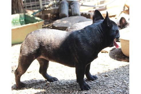 成約済の神奈川県のフレンチブルドッグ-95754の2枚目