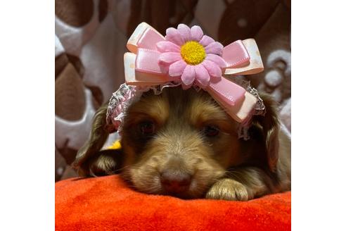 成約済の福岡県のミニチュアダックスフンド(ロングヘアード)-95761の1枚目
