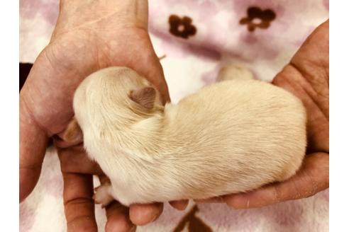 成約済の愛知県のチワワ(ロングコート)-95762の5枚目