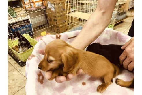 成約済の愛知県のミニチュアダックスフンド(ロングヘアード)-92908の3枚目