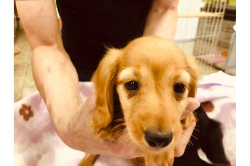 成約済の愛知県のミニチュアダックスフンド(ロングヘアード)-92908の2枚目