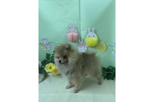 大阪府のポメラニアン 女の子 2019 12 30生まれ 穏やかな飼いやすい子です 子犬id 92121 ブリーダーナビ