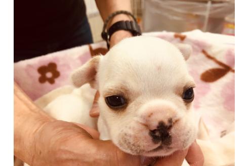 成約済の愛知県のフレンチブルドッグ-93818の7枚目