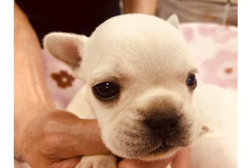 成約済の愛知県のフレンチブルドッグ-93802の7枚目