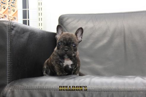 成約済の東京都のフレンチブルドッグ-95788の1枚目