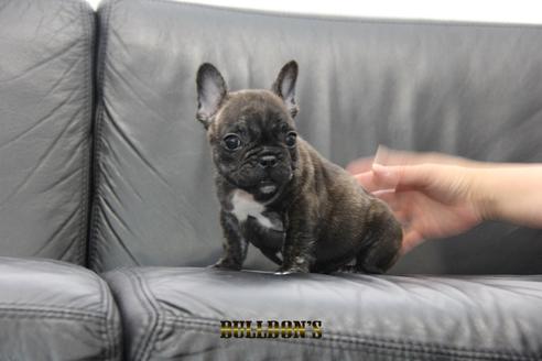 成約済の東京都のフレンチブルドッグ-95788の8枚目