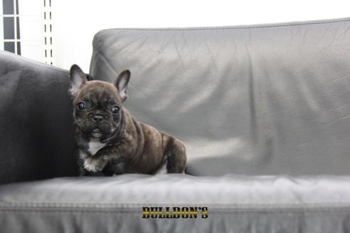 成約済の東京都のフレンチブルドッグ-95788の6枚目