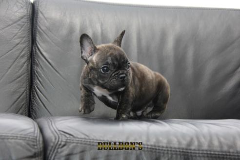 成約済の東京都のフレンチブルドッグ-95788の4枚目