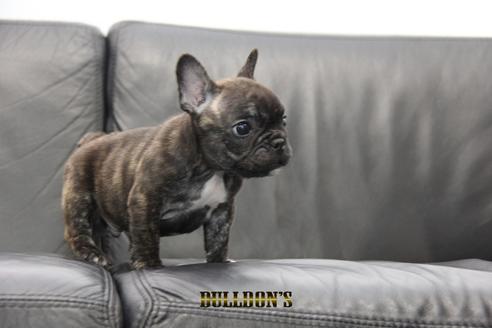 成約済の東京都のフレンチブルドッグ-95788の3枚目