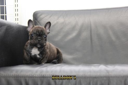 成約済の東京都のフレンチブルドッグ-95788の2枚目