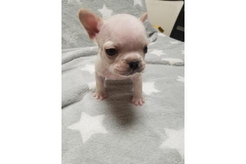 成約済の愛知県のフレンチブルドッグ-94349の3枚目