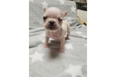 成約済の愛知県のフレンチブルドッグ-94349の2枚目