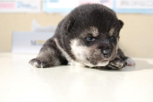 成約済の埼玉県の柴犬-95549の7枚目