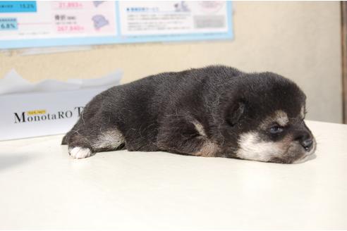 成約済の埼玉県の柴犬-95549の6枚目