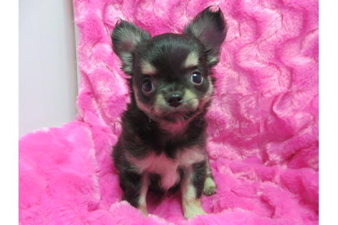 成約済の京都府のチワワ(ロングコート)-95842の1枚目