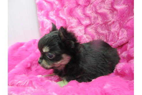 成約済の京都府のチワワ(ロングコート)-95842の2枚目