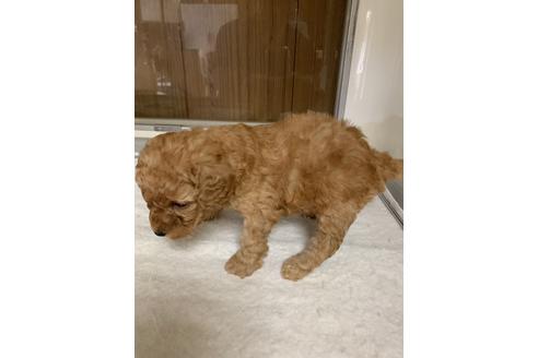 成約済の岡山県のトイプードル-95865の4枚目