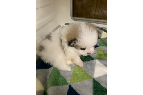 成約済の岡山県のポメラニアン-95869の2枚目