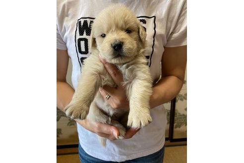 成約済の静岡県のゴールデンレトリーバー-95360