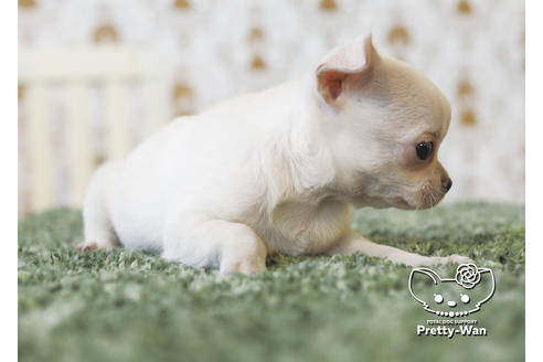 成約済の愛知県のチワワ(スムースコート)-95928の5枚目